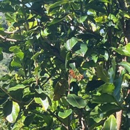 21. Fleurs de Danais fragrans ,Lingue noir,Liane jaune,Rubiaceae,Indig&egrave;ne La R&eacute;union