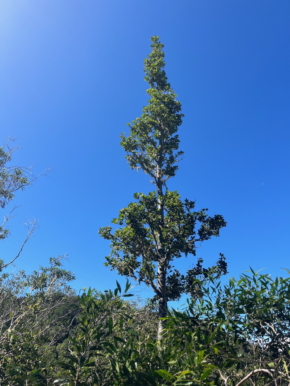 22. Port typique de Homalium paniculatum. Corce blanc .bois de bassin.salicaceae.endémique Réunion.jpeg