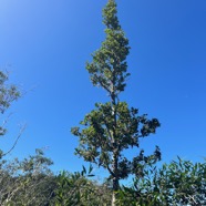 22. Port typique de Homalium paniculatum. Corce blanc .bois de bassin.salicaceae.endémique Réunion.jpeg
