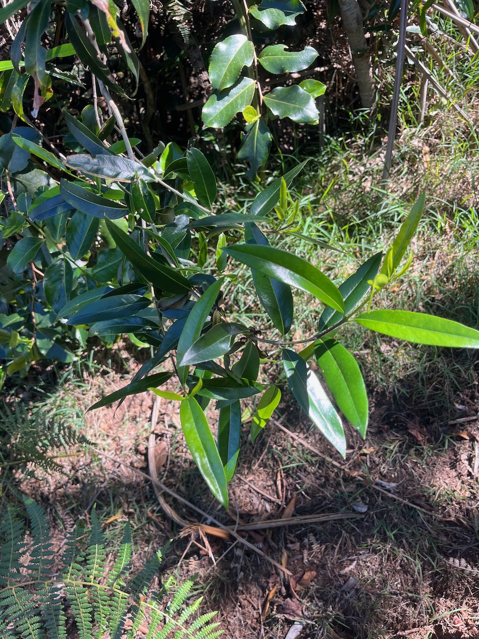 23. Olea lancea,Bois d&rsquo;olive blanc.jpeg