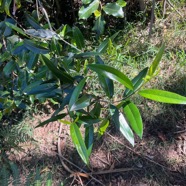 23. Olea lancea,Bois d&rsquo;olive blanc.jpeg
