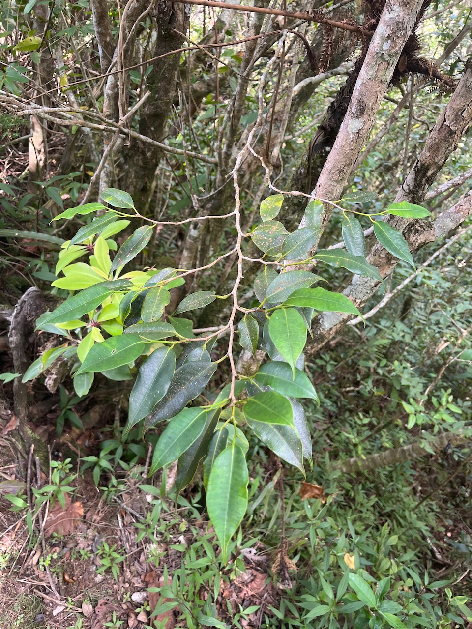 25. Maillardia borbonica - Bois de sagaie ou  Bois de maman - MORAC.&nbsp; endémique.jpeg