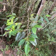 25. Maillardia borbonica - Bois de sagaie ou  Bois de maman - MORAC.&nbsp; endémique.jpeg