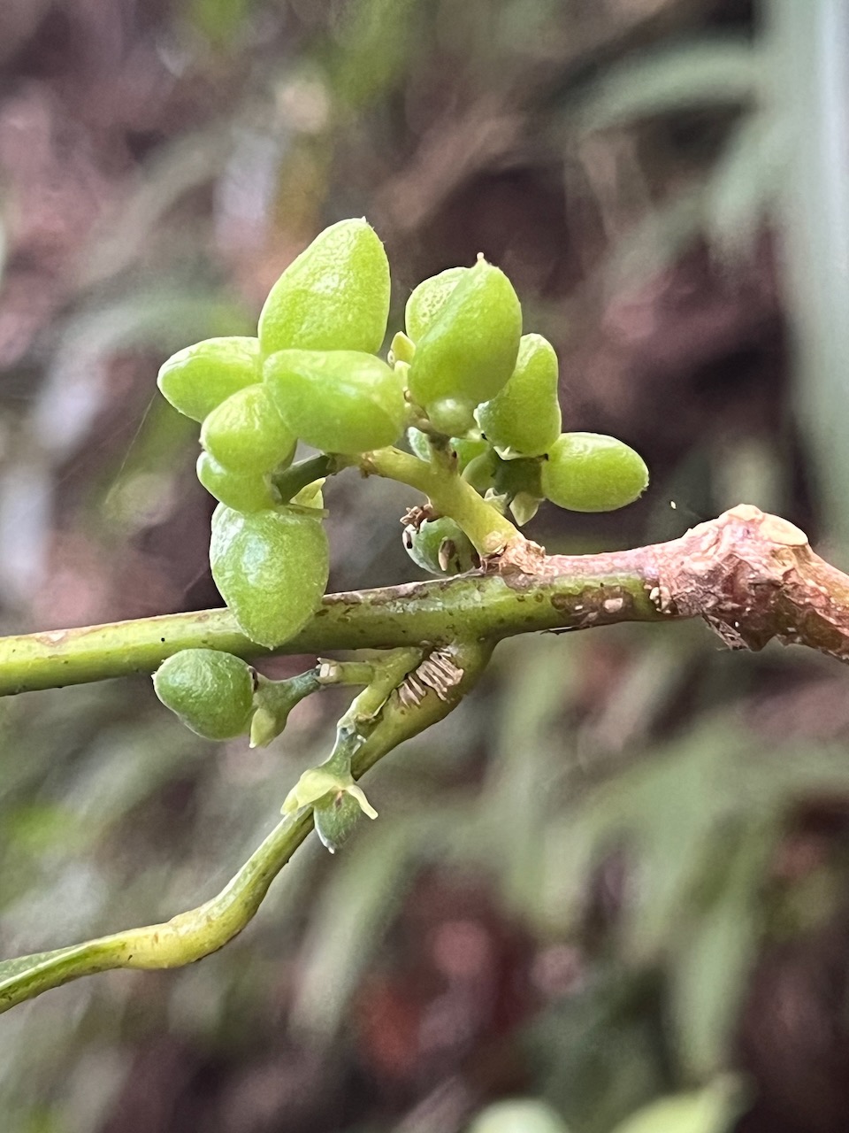 26. Fruits de Melicope obtusifolia  - Catafaille patte poule ou Grand Catafaille - Rutacée - Endémique Réunion Maurice IMG_4371.HEIC.jpeg