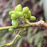 26. Fruits de Melicope obtusifolia  - Catafaille patte poule ou Grand Catafaille - Rutacée - Endémique Réunion Maurice IMG_4371.HEIC.jpeg