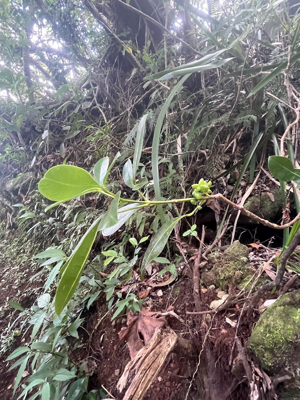 27. Melicope obtusifolia  - Catafaille patte poule ou Grand Catafaille - Rutacée - Endémique Réunion Maurice IMG_4372.HEIC.jpeg