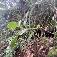 27. Melicope obtusifolia  - Catafaille patte poule ou Grand Catafaille - Rutacée - Endémique Réunion Maurice IMG_4372.HEIC.jpeg