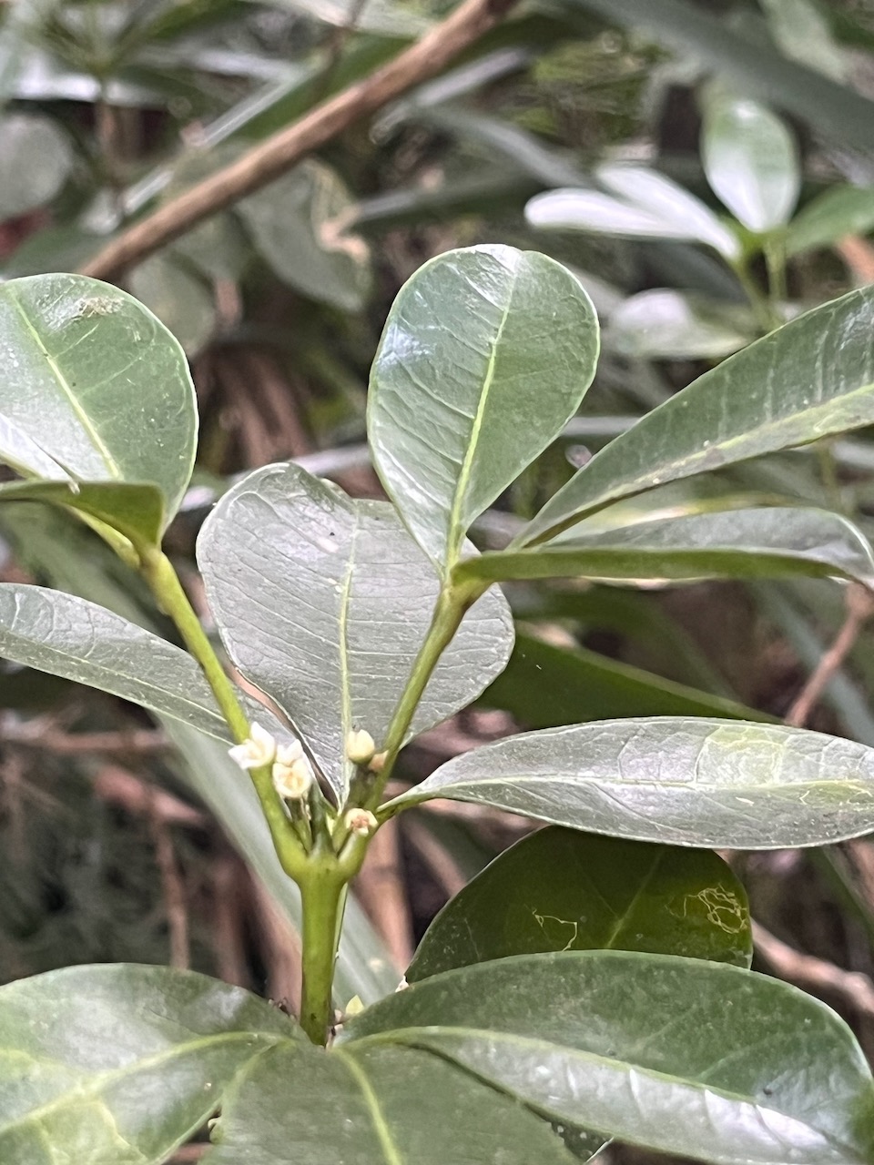 28. Melicope obtusifolia Catafaille patte poule Rutaceae Endémique La Réunion, Maurice.jpeg