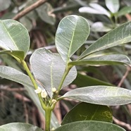 28. Melicope obtusifolia Catafaille patte poule Rutaceae Endémique La Réunion, Maurice.jpeg