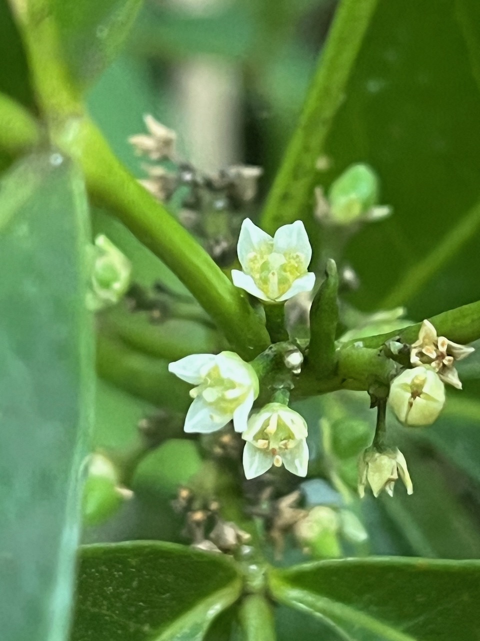 29. Fleurs de Melicope obtusifolia Catafaille patte poule R utaceae Endémique La Réunion, Maurice.jpeg