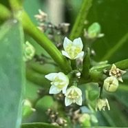 29. Fleurs de Melicope obtusifolia Catafaille patte poule R utaceae Endémique La Réunion, Maurice.jpeg