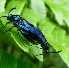 accouplement mouches bleues dimorphisme sexuel.JPG