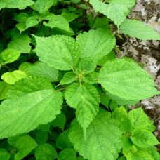 Boehmeria nivea.JPG