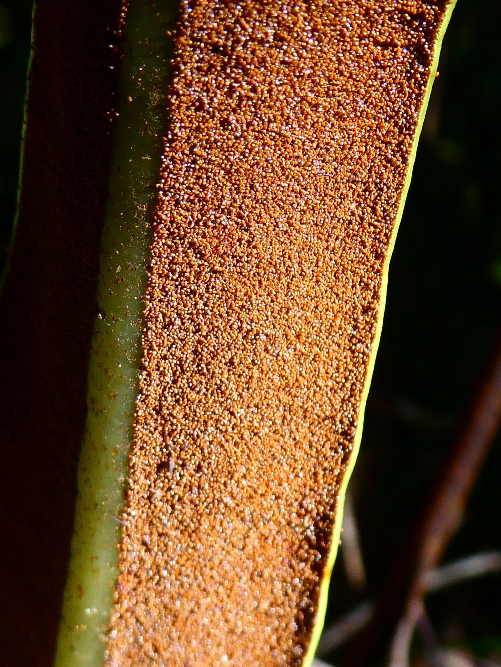 Elaphoglossum lepervanchei (3).JPG