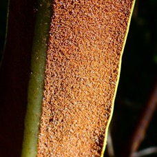 Elaphoglossum lepervanchei (3).JPG