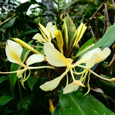 Hedychium flavescen.JPG