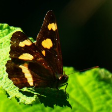 Neptis dumetorum.JPG