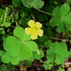 Oxalis corniculata.JPG
