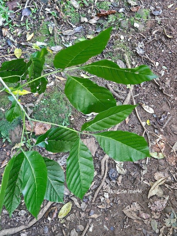 Allophylus borbonicus Bois de merle Sap indaceae Endémique Mascareignes 01.jpeg