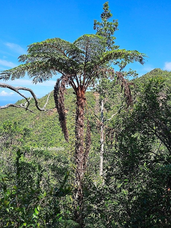 Alsophila glaucifolia Fanjan femelle Cy atheaceae Endémique La Réunion 19.jpeg