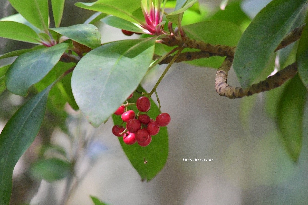  Badula sp. Bois de savon Primulaceae Endémique La Réunion 4001.jpeg