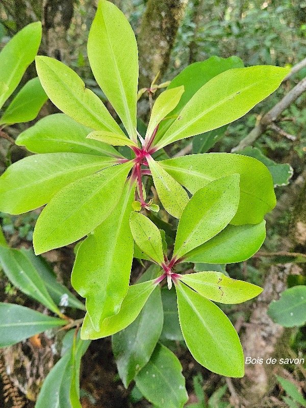  Badula sp. Bois de savon Primulaceae Endémique La Réunion jpeg