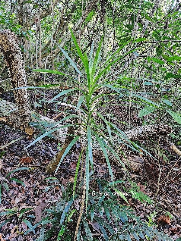 Dracaena reflexa Bois de chandelle Asp aragaceae Indigène La Réunion 47.jpeg