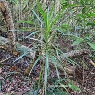 Dracaena reflexa Bois de chandelle Asp aragaceae Indigène La Réunion 47.jpeg