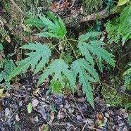 Ficus lateriflora Figuier blanc Moraceae Endémique La Réunion, Maurice 46.jpeg