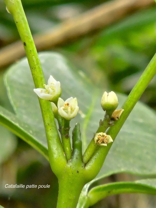 Melicope obtusifolia Catafaille patte poule R utaceae Endémique La Réunion, Maurice 42.jpeg