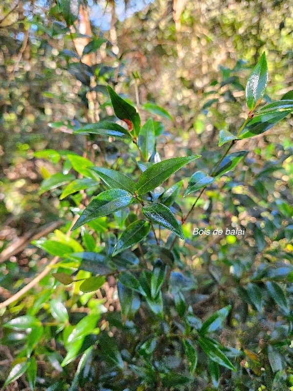 Memecylon confusum Bois de balai Melasto mataceae Endémique La Réunion 101.jpeg
