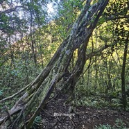 Nuxia verticillata Bois maigre Stilbacea e Endémique La Réunion, Maurice 34.jpeg