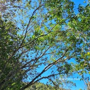 Olea lancea Bois d'olive blanc Ole aceae Indigène La Réunion 24.jpeg
