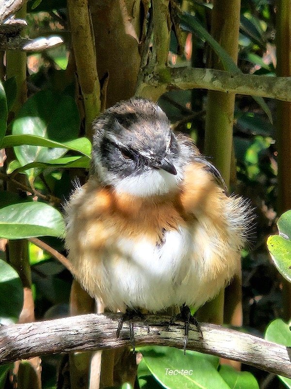 Saxicola tectes Tec-tec Muscicapi dae Endémique La Réunion 32.jpeg