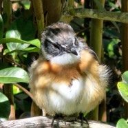 Saxicola tectes Tec-tec Muscicapi dae Endémique La Réunion 32.jpeg