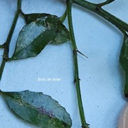 Scutia myrtina Bois de sinte Rhamn aceae Indigène La Réunion 19.jpeg