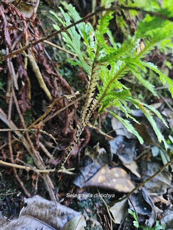 Selaginella distichya Selaginellaceae  Endémique La Réunion, Maurice 25.jpeg