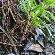 Selaginella distichya Selaginellaceae  Endémique La Réunion, Maurice 25.jpeg