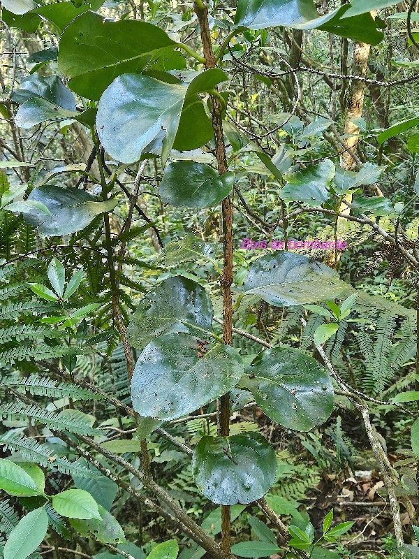 Tambourissa elliptica Bois de bombarde M onimiaceae Endémique La Réunion 18.jpeg