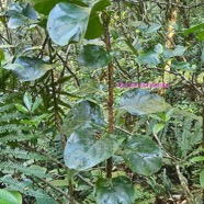 Tambourissa elliptica Bois de bombarde M onimiaceae Endémique La Réunion 18.jpeg