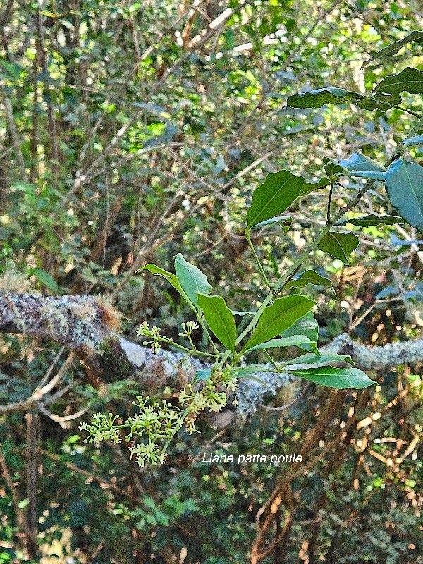 Toddalia asiatica Liane patte poule R utaceae Indigène La Réunion 41.jpeg