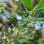 Toddalia asiatica Liane patte poule R utaceae Indigène La Réunion 55.jpeg