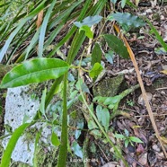 Trichosandra borbonica ? Liane de lait A pocynaceae Endémique La Réunion 10.jpeg
