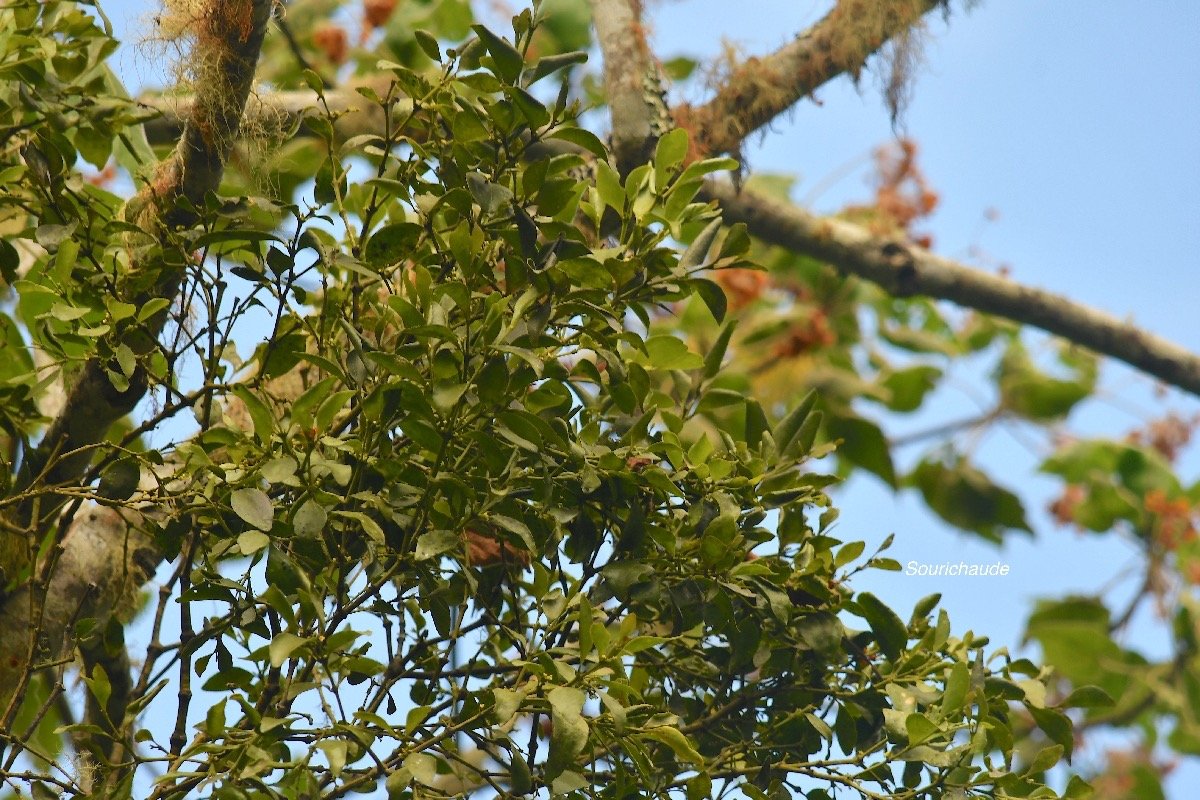 Viscum triflorum Sourichaude Santal aceae Indigène La Réunion 4004.jpeg