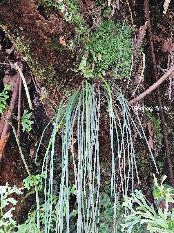 Vittaria isoetifolia fouge?re ficelle P teridaceae Indigène La Réunion 47.jpeg