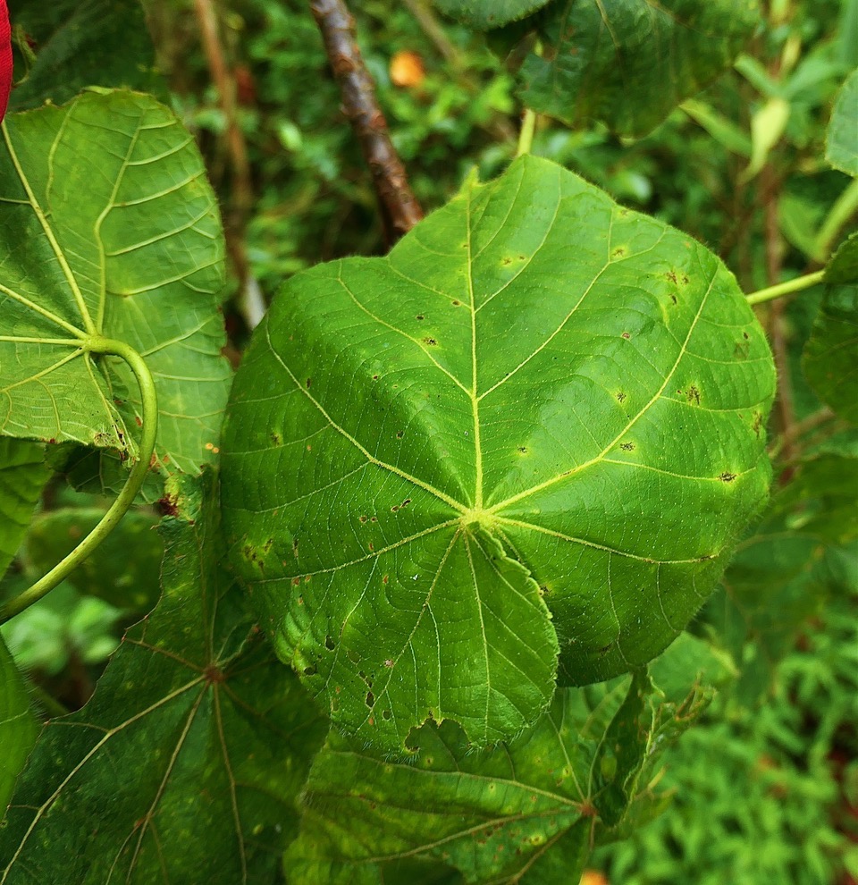  ? Dombeya blattiolens.malvaceae.endémique Réunion. P1130908.jpeg