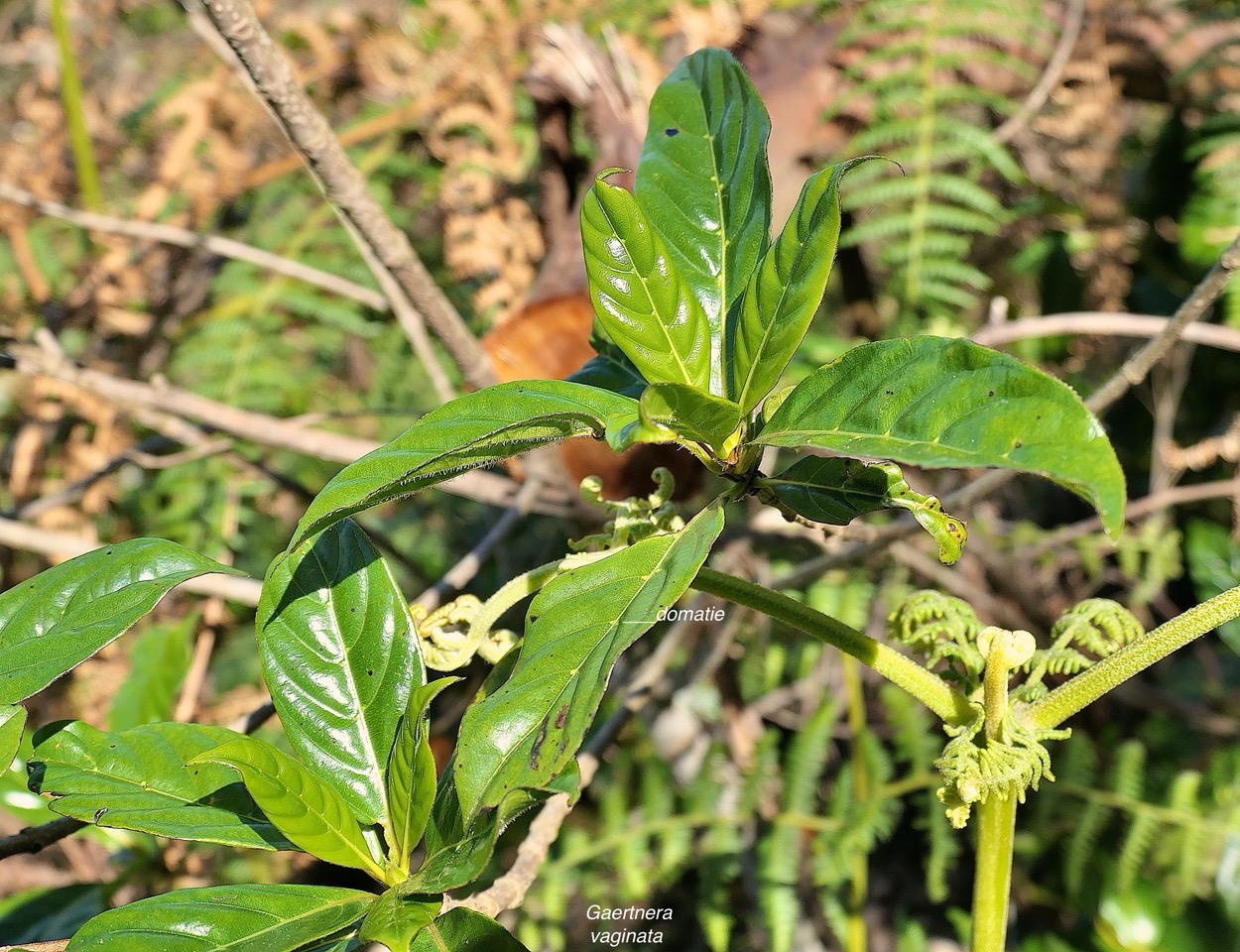  Gaertnera vaginata losto café.rubiaceae.endémique Réunion. P1130709.jpeg