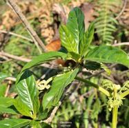  Gaertnera vaginata losto café.rubiaceae.endémique Réunion. P1130709.jpeg
