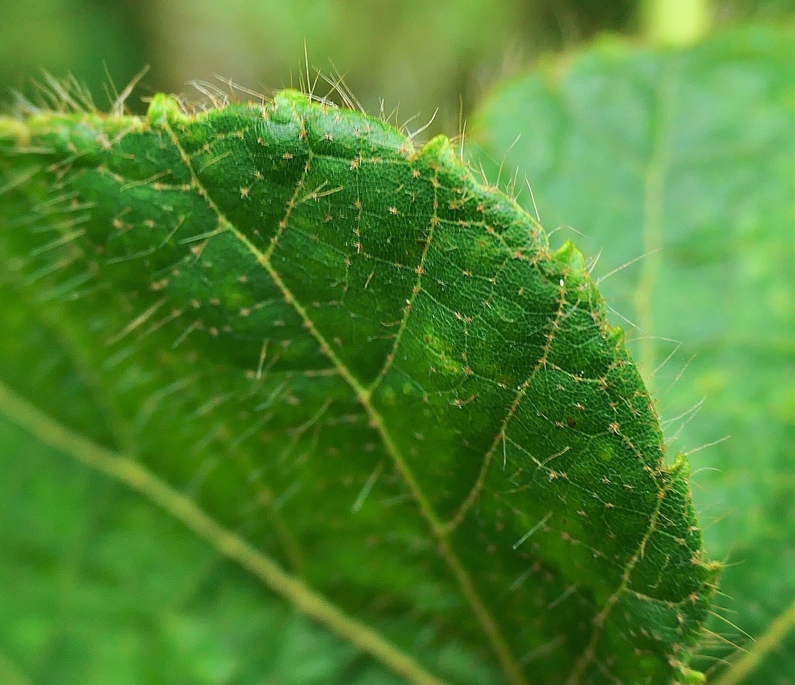 ? Dombeya blattiolens.( détail de la feuille avec poils simples et poils stellés ) malvaceae.endémique Réunion. P1130897.jpeg