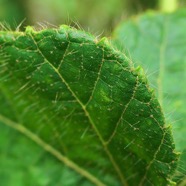 ? Dombeya blattiolens.( détail de la feuille avec poils simples et poils stellés ) malvaceae.endémique Réunion. P1130897.jpeg